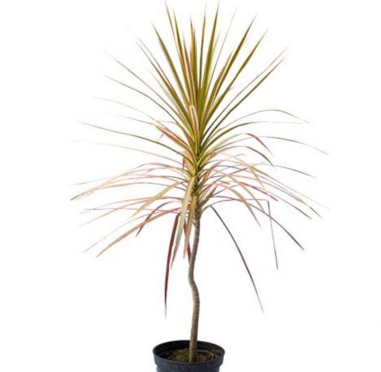 Dracaena Colorama Pink Single Plant Buy Aquarium Plants And