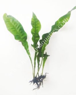Microsorum pteropus ‘ Java Fern’ (single plant)