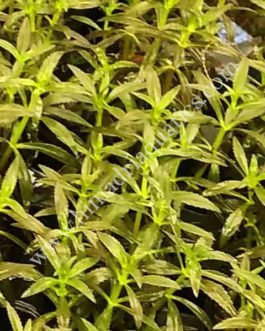 Limnophila Hippuridoides/ Limnophila aromatica (3 cuttings)