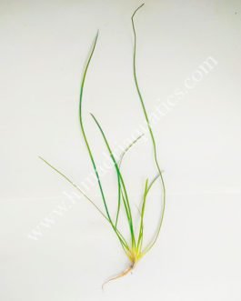 Vallisneria nana (3 plants)