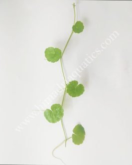 Hydrocotyle leucocephala/ Brazilian pennywort (3 stems)