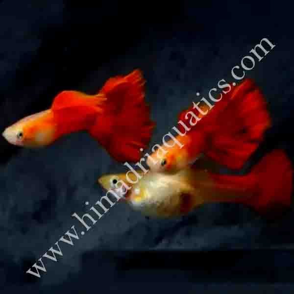 German Red Guppy Pair - Buy Aquarium Plants And Aquarium Fishes Online