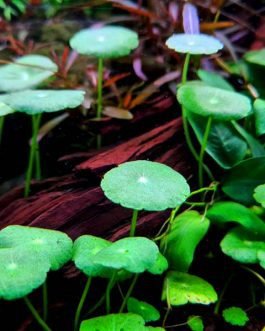 Hydrocotyle verticillata/ whorled pennywort (3 leaves with single nodes)