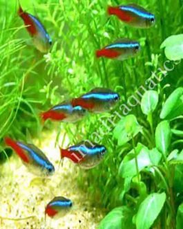 Neon tetra (pack of 9 fishes)