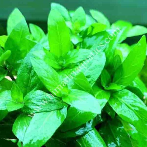 Staurogyne Repens (3 cuttings) - Buy Aquarium Plants and Aquarium ...