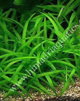 Sagittaria subulata- dwarf sag (3 plants)