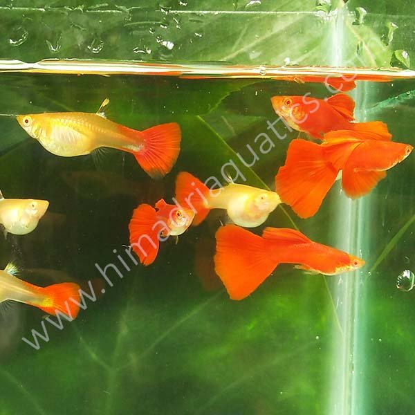 Albino Full Red High Dorsal Guppy Pair - Buy Aquarium Plants And Aquarium  Fishes Online