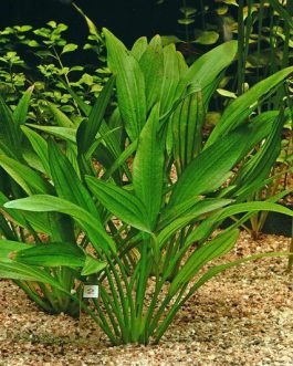 Echinodorus Argentinensis/ Dollar banana plant (single plant)
