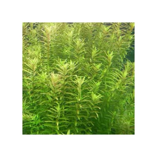 Rotala rotundifolia-green (6 stem cuttings) - Buy Aquarium Plants and ...