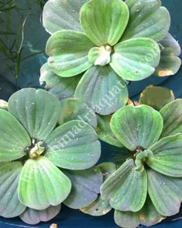 Pistia stratiotes /water cabbage/ water lettuce (1 plant)