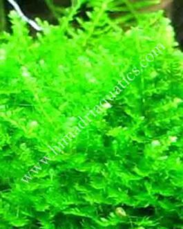 Vesicularia sp ‘Mini Christmas moss’ (pouch)