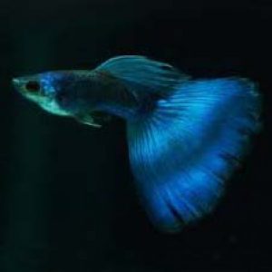 Electric Blue Guppy Pair - Buy Aquarium Plants and Aquarium Fishes Online