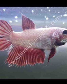 Betta fish/ fighter fish- female