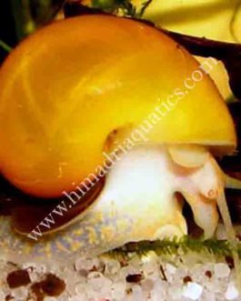 Apple Snail  (Pomacea diffusa)
