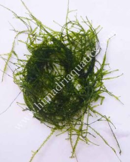 Vesicularia Dubyana -Java Moss