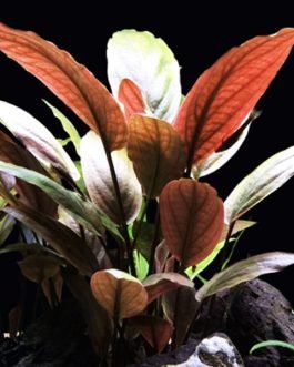 Lagenandra meeboldii -bleeding heart/ red laganandra (single plant)