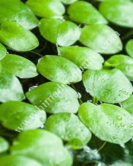 Limnobium laevigatum/ frog bit (1 plant)