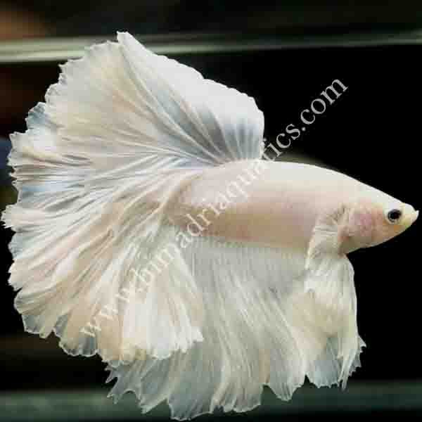 Milky white betta fish pair - Buy Aquarium Plants and Aquarium Fishes Online