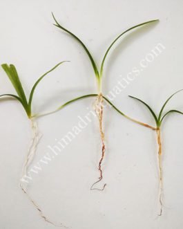 Sagittaria subulata- dwarf sag (3 plants)