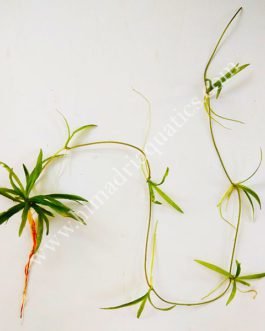 Echinodorus Quadricostatus/ Chain sword( 3 plants)