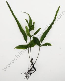 Bolbitis asiatica/ Asian bolbitis/ Ordinary bolbitis fern (single plant)