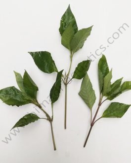Hygrophila corymbosa /Temple mint/ Giant Hygrophila (3 stems)