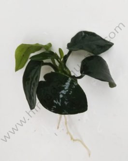 Anubias Nana (single plant)