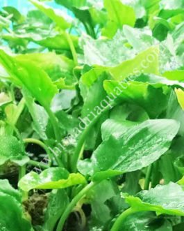 Lagenandra meeboldii -Green (single plant)