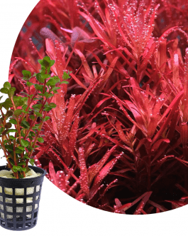 Rotala rotundifolia “Hi Red” (large Pot)