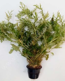 Aqua rose/ Hygrophila difformis (Large Pot)