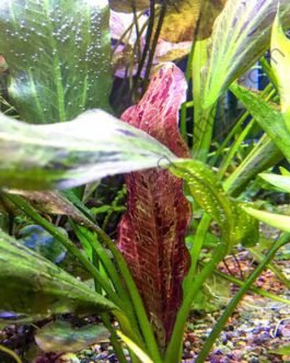 Echinodorus ozelot/ Red banana plant (large pot)