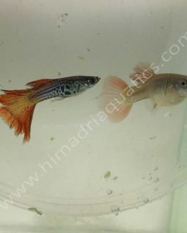 Red lace (high dorsal) guppy pair