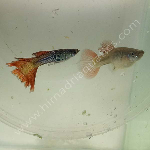 Red Lace (High Dorsal) Guppy Pair - Buy Aquarium Plants And Aquarium Fishes  Online