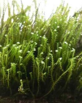 Fissidence crispulus/ Zipper moss on rock
