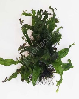 Microsorum pteropus ‘Staghorn fern’  / Windelov fern- on ss mesh