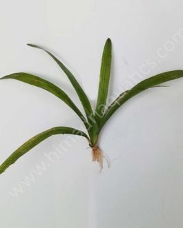 Sagittaria sp. (Giant)/ Giant Sagittaria (1 plant)