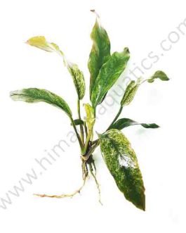 Anubias barteri var. glabra “variegated leaf”  (single plant)