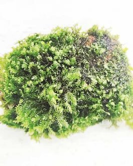 Fissidence crispulus/ Zipper moss on rock