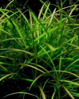 Echinodorus tennelus / Micro sword/ helanthium tenellum red (6 plants)