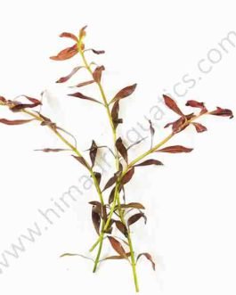 Ludwigia arcuata “Dark red”/ Needle leaf ludwigia (3 stems)