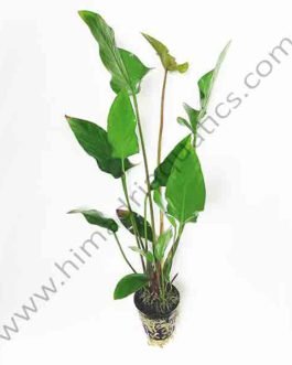Anubias gracilis( single plant pot)