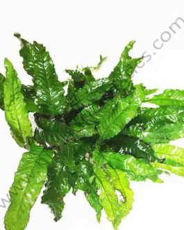 Fern Combo-Java, Wrinkled leaf, Philippine narrow leaf and Windelov fern steel meshes (40 nos total)