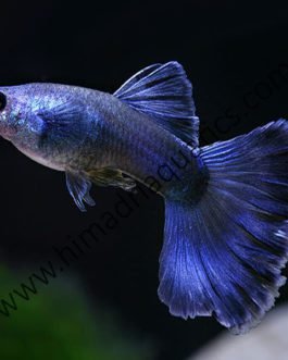 Moscow blue guppy pair