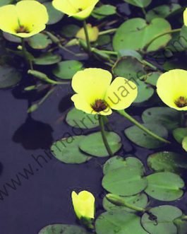 Water poppy/ Hydrocleys nymphoides (single plant)
