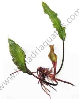 Lagenandra meeboldii – Tenkashi (single plant)