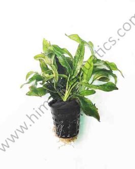 Anubias barteri var. glabra “variegated leaf”( large pot)