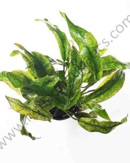 Anubias barteri var. glabra “variegated leaf”( large pot)