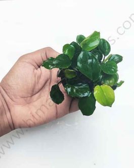 Anubias barteri Coin Leaf (large plant pot)
