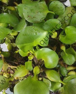 Pontederia crassipes/ water hyacinth (1 plant)