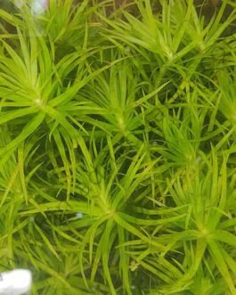 Syngonanthus sp. ‘Lago Grande’/ Tonina uaupes (3 stem cuttings)
